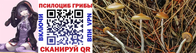 Псилоцибиновые грибы GOLDEN TEACHER  купить наркотики сайты  Томари 